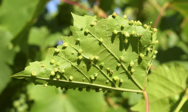 世界上商业葡萄的害虫是一片葡萄叶子 它展示了在植物疫病期间形成的腺体 — 图库照片