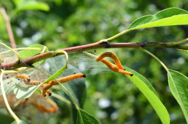 Haşere güvesi tırtıllarının yakınlaşması bahçedeki bir ağaç dalının etrafında ortak ağlar oluşturdu. Armut dalı kötü niyetli böcekler tarafından saldırıya uğradı. Tarım Böcekleri.