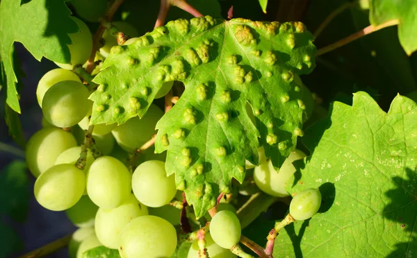 Eriophyes Vitis Kvalsterart Släktet Eriophyes Som Infekterar Vinblad Vitis Vinifera — Stockfoto