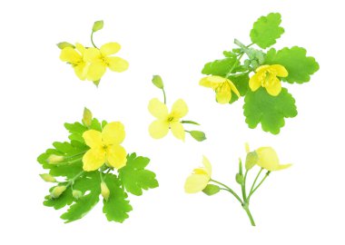 Beyaz arka planda izole edilmiş Celandine çiçekleri. Chelidonium majus, daha büyük celandine..