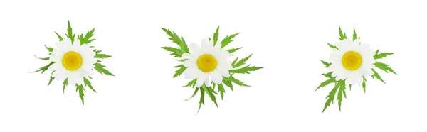 Chamomile Camomile Flowers Leaves Isolated White Background Elements Design — Stock Photo, Image