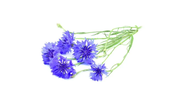 青のコーンフラワーか学士のボタン 白い背景に孤立した花の花束 セントーリア シアヌス — ストック写真