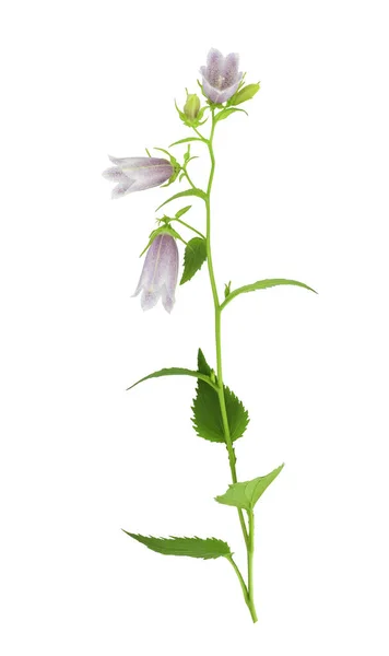 カンパヌラ パンクタータ Campanula Pumtata ベルフラワー科カンパヌラ科の開花植物の一種です 白い背景に花や葉が孤立した茎 — ストック写真
