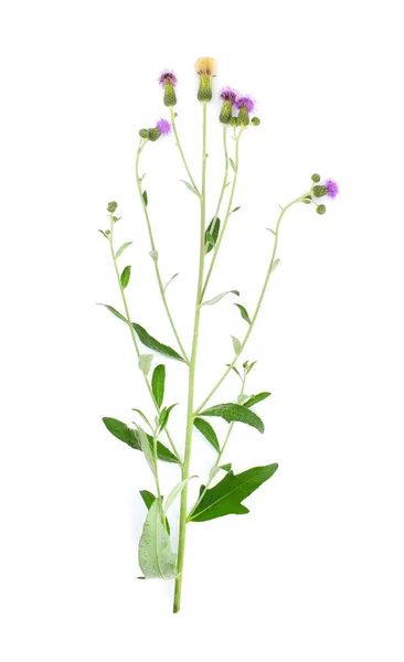 Kvetoucí Bodlák Cirsium Arvense Izolovaný Bílém Pozadí Běžně Známý Jako — Stock fotografie