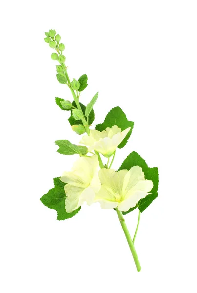 白色の背景に孤立したMallow Malva を咲かせます 美しい黄色の花 デザインの要素 — ストック写真