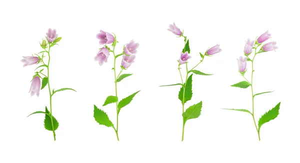 白い背景に孤立した紫色の鐘花のセット カンパヌラ パンクタータまたは斑点のある鐘花 — ストック写真