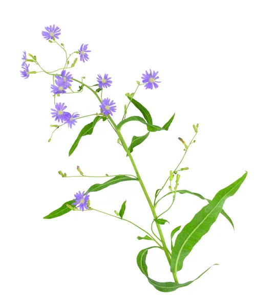 茎に繊細な青花を咲かせます白地に孤立したラクチュカタタリカ ラクチュカペレニス ブルーレタス — ストック写真