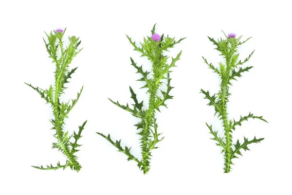 Stängel Mit Stacheligen Blättern Und Lila Blüten Aus Baumwolldistel Oder — Stockfoto