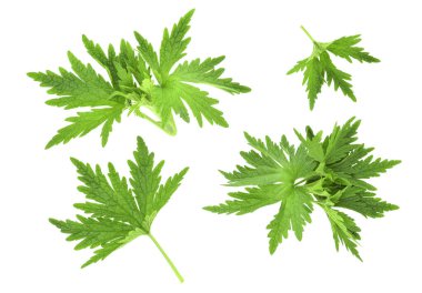 Bir çift yeşil taze yaprak. Beyaz arka planda yay oymalı yapraklar. Tasarım ögeleri..