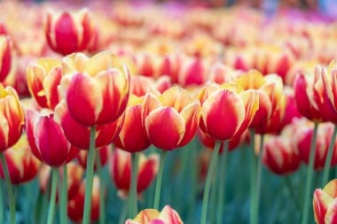 Kırmızı ve sarı lalelerden oluşan bir tarla, yumuşak bir zemin üzerinde parlak ve renkli taç yapraklarıyla dimdik ayakta duruyor. Çiçekler sıra sıra dizilir ve doğanın güzelliğini canlı bir şekilde gösterir. Sapları yeşil ve sağlam, narin çiçekleri destekliyor.