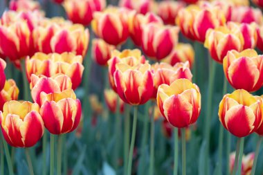 Kırmızı ve sarı lalelerden oluşan bir tarla uzun ve gururlu duruyor. Canlı yaprakları ışığa açılıyor..