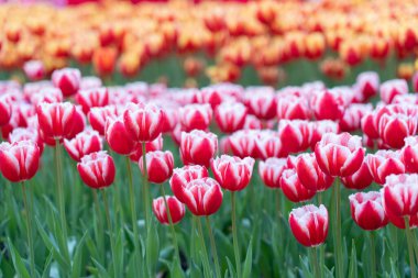 Kırmızı ve beyaz lalelerden oluşan bir tarla, altında yeşil yapraklar ve arka planda sarı çiçeklerden oluşan yumuşak bir bulanıklıkla dimdik ayakta duruyor..