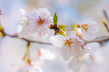 Yumuşak pembe kiraz çiçekleri bir dalda yavaşça açar..