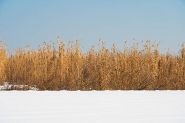 Jingzhou Çin sazlıkları açık bir gökyüzüne karşı duruyor.