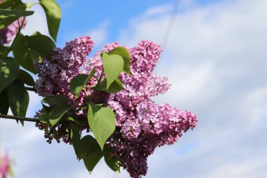 Lacivert çiçeklerin dalları yumuşak bulutlu açık mavi gökyüzüne karşı. Canlı mor çiçekler ve yeşil yapraklar baharın özünü yakalar..