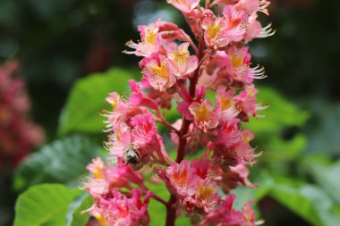Canlı pembe at kestane çiçeklerinden (Aesculus carnea) nektar toplayan bir arıya yakından bakın. Ayrıntılı makro, yemyeşil arkaplan içinde doku, renk ve tozlaşma sürecini yakalar.