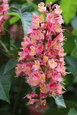 Canlı pembe at kestane çiçekleri (Aesculus carnea) yakın plan, sarı merkezler ve hassas taç yaprakları ile, yemyeşil bir arka plan üzerine kurulmuş.