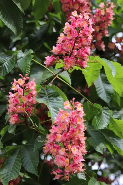 Parlak pembe at kestane çiçekleri (Aesculus carnea) yemyeşil yaprakların arasında çiçek açarlar. Doğal gün ışığında canlı bahar çiçeklerinin yakın çekimi..