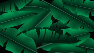 Siyah arka planda tropik muz yaprağı deseni var. Dekorasyon, reklam tasarımı, web siteleri veya yayınlar, afişler, posterler ve broşürler için kullanılır..