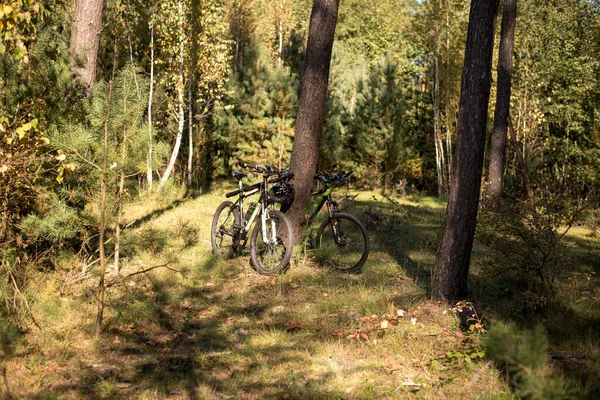 Two bikes in the forest