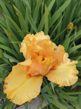 Canlı sarı bir iris, narin yapraklarını ve karmaşık detaylarını gözler önüne seriyor. Etrafı yemyeşil yapraklarla çevrili çiçek sıcaklık ve güzellik saçıyor.