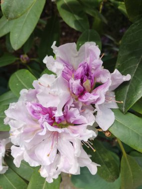 Canlı, pembe bir rhododendron, yemyeşil yapraklara karşı gür yapraklarını sergiliyor. Bu çarpıcı çalı herhangi bir bahçeye ya da manzaraya renk ve zarafet katar..