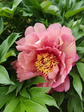 Çiçek açmış güzel pembe bir şakayık. Cazibe ve zarafet saçan gür, katmanlı taç yapraklarını sergiliyor. Bu çarpıcı çiçek her bahçeye biraz romantizm ve canlılık katar..