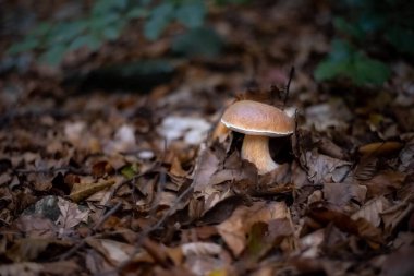 Kral Bolete veya Porcini (bilimsel adı Boletus Edulis) olarak bilinen, ormanda yetişen, yosun ve düşen yaprakların arasına yerleşmiş beyaz mantarın yakın plan görüntüsü..