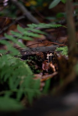 Yosun tutmuş orman zemininde büyüyen yoğun bir mantar kümesi. Sahne canlı ve gizemli, doğanın derin ormanlardaki gizli harikalarını gözler önüne seriyor..