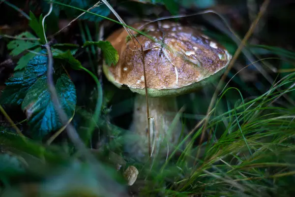 Kral Bolete veya Porcini (bilimsel adı Boletus Edulis) olarak bilinen, ormanda yetişen, yosun ve düşen yaprakların arasına yerleşmiş beyaz mantarın yakın plan görüntüsü..