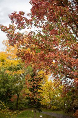 Dresden 'de sonbaharda, kentin tarihi park ve sokaklarını süsleyen canlı sarı yapraklar sergilenerek, pitoresk ve renkli mevsimsel manzaralar yaratılıyor..