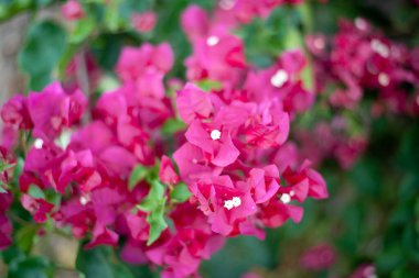 Hersonissos, Girit, Yunanistan 'da açan Bougainvillea glabra' nın (Bugenwilla Sanderiana) canlı pembe çiçekleri manzaraya biraz renk katar..