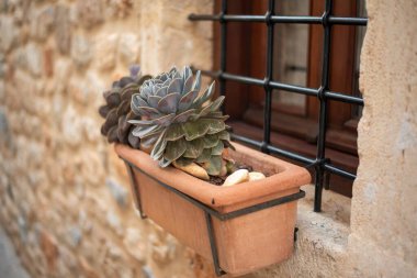 Hersonissos, Girit, Yunanistan 'da güzel bir Echeveria elegans saksısı, güneşli bir zemine karşı roset şeklini ve canlı yeşil yapraklarını sergiliyor..