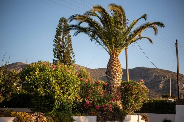 Hersonissos, Girit, Yunanistan 'da rüzgarda sallanan hurma ağaçları, açık mavi gökyüzünün arka planına karşı tropikal bir atmosfer yaratıyor.