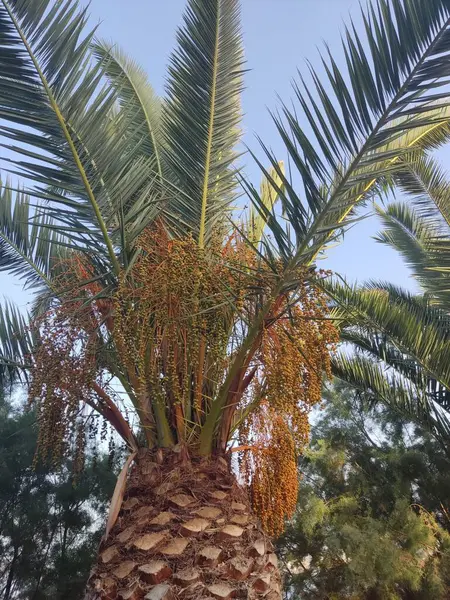 Hersonissos, Girit, Yunanistan 'da rüzgarda sallanan hurma ağaçları, açık mavi gökyüzünün arka planına karşı tropikal bir atmosfer yaratıyor.