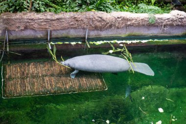 Polonya 'nın Wroclaw Hayvanat Bahçesi' nde bulunan Kuzey Amerika denizayısı An Antillean Manatee (Trichechus manatus manatus), yumuşak doğasını ve benzersiz görünümünü sergileyerek zarif bir şekilde yüzüyor..