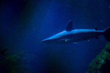 Güçlü gövdesi ve kendine has sırt yüzgeci ile tanınan Galapagos köpekbalığı, Wroclaw Hayvanat Bahçesi 'nin sularında süzülerek güçlü varlığı ve çarpıcı görüntüsüyle ziyaretçileri büyüler..