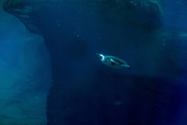 Başının altındaki benzersiz siyah bandıyla tanınan çene kayışı penguen büyüleyici kişiliği ve çevik yüzme becerileriyle ziyaretçileri cezbederek Wroclaw Hayvanat Bahçesi 'ndeki habitatında şakalaşıyor..