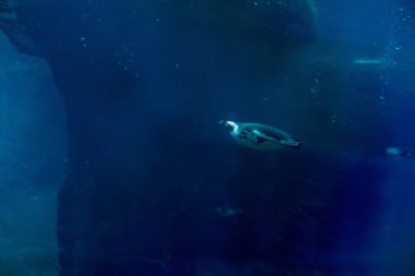 Başının altındaki benzersiz siyah bandıyla tanınan çene kayışı penguen büyüleyici kişiliği ve çevik yüzme becerileriyle ziyaretçileri cezbederek Wroclaw Hayvanat Bahçesi 'ndeki habitatında şakalaşıyor..