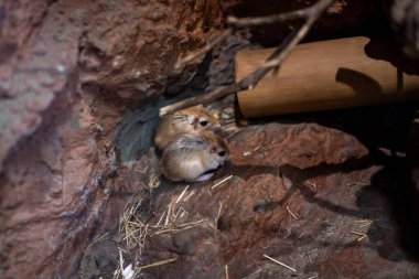 The Lesser Egyptian gerbil in Wroclaw Zoo, Poland, showcases its playful nature amidst a vibrant habitat, captivating visitors with its charm clipart