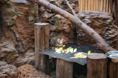 Büyüleyici kürkü ve etkileyici gözleri olan firavun faresi Lemur, Wroclaw Hayvanat Bahçesi 'nde eğlenceli davranışlarını ve sosyal doğasını sergileyerek görülebilir..