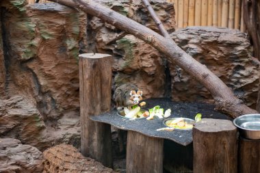 Büyüleyici kürkü ve etkileyici gözleri olan firavun faresi Lemur, Wroclaw Hayvanat Bahçesi 'nde eğlenceli davranışlarını ve sosyal doğasını sergileyerek görülebilir..