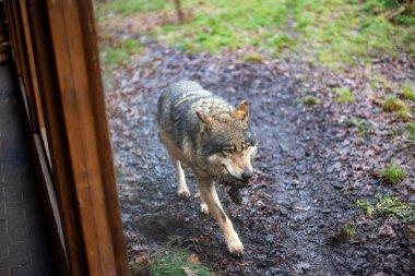 The Eurasian wolf, a majestic predator known for its striking fur and keen instincts, roams the grounds of Wroclaw Zoo, embodying the spirit of the wild. clipart