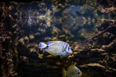 Zebrasoma desjardinii, commonly known as the sailfin tang, displays its vibrant colors and unique sail-like fin while swimming gracefully in the waters of Wroclaw Zoo. clipart