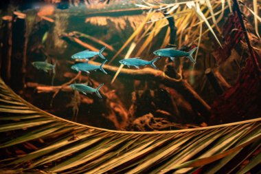 Milkfish, known for their sleek bodies and adaptability, swim in groups in the waters of Wroclaw Zoo, showcasing their vibrant appearance and social behavior. clipart