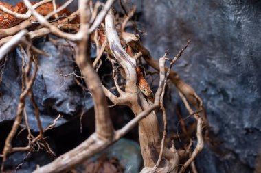 Güzel desenleri ve uysal doğasıyla tanınan mısır yılanı Wroclaw Hayvanat Bahçesi 'ndeki habitatında zarif bir şekilde süzülür. Canlı renkleri ve dostane tavırlarıyla ziyaretçileri cezbeder..