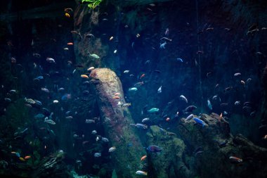 Coral reef fishes, known for their vibrant colors and diverse species, thrive in the dynamic environment at Wroclaw Zoo, captivating visitors with their lively movements and intricate patterns as they navigate through the coral structures. clipart