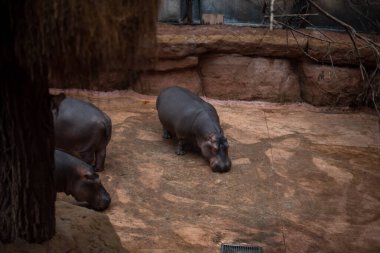 Devasa boyutu ve yarı-su yaşam tarzıyla tanınan su aygırları, Wroclaw Hayvanat Bahçesi 'nde güçlü varlığı ve suda debelenirken sergilediği eşsiz davranışlarıyla ziyaretçileri büyüleyen önemli bir cazibedir..