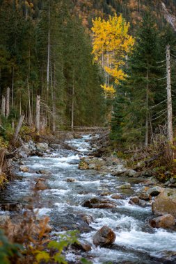 Beş Göl Vadisi 'ndeki şelale, Tatra Dağları, Zakopane, Polonya, kayalık kayalıklarda dramatik bir şelale, büyüleyici bir manzara yaratır.