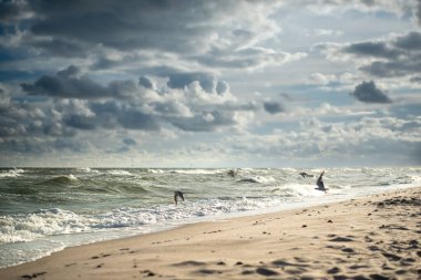 Martılar, Polonya 'nın Kolobrzeg kentindeki Baltık Denizi' nin üzerinde süzülerek dalgalar ve kumlu plajlarda süzülür ve kıyı yaşamının özünü yakalar..